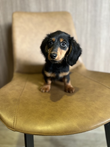 カニンヘン・ダックスフンド 犬の販売・譲渡 3993 ペットローン月々4700円から