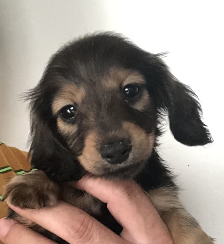 カニンヘン・ダックスフンド 犬の販売・譲渡 3995 可愛いお顔のカニヘン・ダックス君