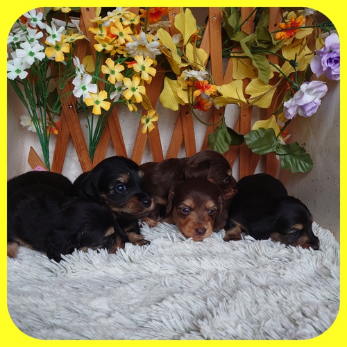 カニンヘン・ダックスフンド 犬の販売・譲渡 3997 元気いっぱいの兄妹