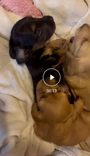 カニンヘン・ダックスフンド 犬の販売・譲渡 3999 元気に育っています