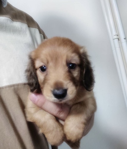 カニンヘン・ダックスフンド 犬の販売・譲渡 4000 可愛いお顔のカニヘン・ダックス君
