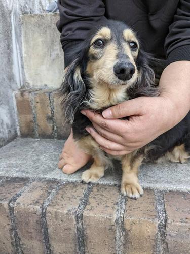 カニンヘン・ダックスフンド 犬の販売・譲渡 4001 里親様募集。ブラック&イエローの男の子です