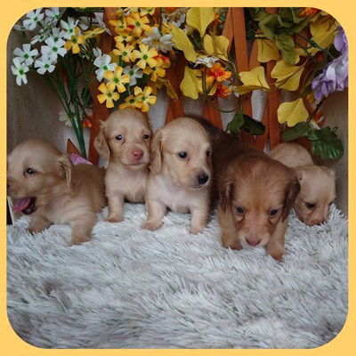 カニンヘン・ダックスフンド 犬の販売・譲渡 4003 イエローカラーの5兄妹
