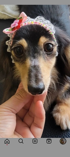 カニンヘン・ダックスフンド 犬の販売・譲渡 4004 プチサイズカニンヘン女の子成犬里親募集