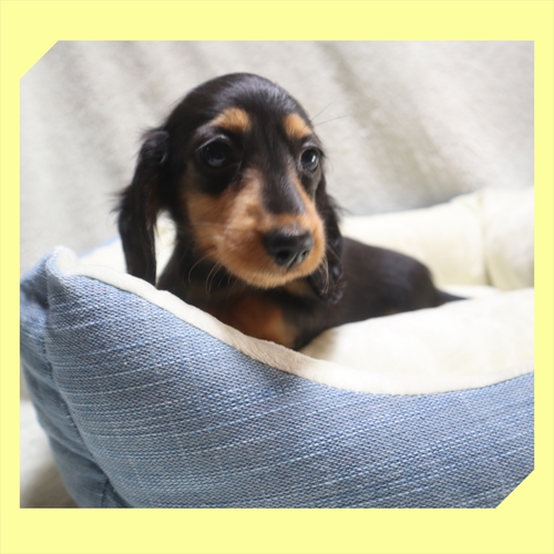 カニンヘン・ダックスフンド 犬の販売・譲渡 4005 ●ブラックタンの女の子●