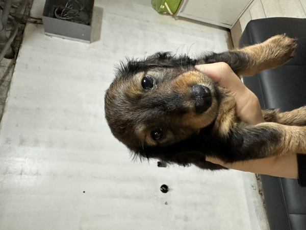 カニンヘン・ダックスフンド 犬の販売・譲渡 4008 限定特価で販売中