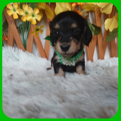 カニンヘン・ダックスフンド 犬の販売・譲渡 4009 ブラック&イエローの5兄妹