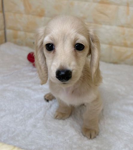 伏し目がちな目が可愛い!イケメンくんです 犬の販売 4010
