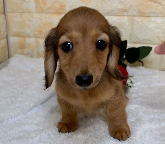 垂れ目なおめめが可愛いです。 犬の販売 4012
