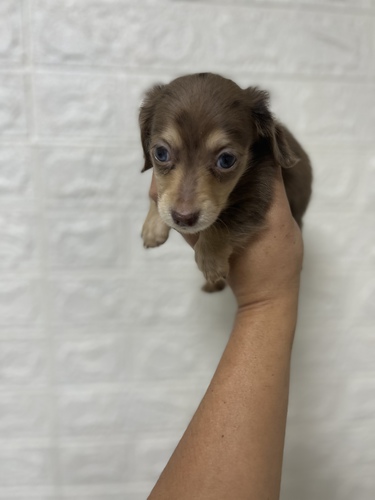 カニンヘン・ダックスフンド 犬の販売・譲渡 4013 ペットローン月々4300円から