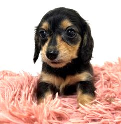 カニンヘン・ダックスフンド 犬の販売・譲渡 4014 沢山のお問い合わせありがとうございました!