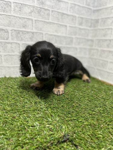 カニンヘン・ダックスフンド 犬の販売・譲渡 4015 ペットローン月々3300円から