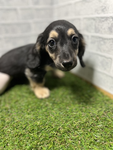 カニンヘン・ダックスフンド 犬の販売・譲渡 4016 ペットローン月々3300円から