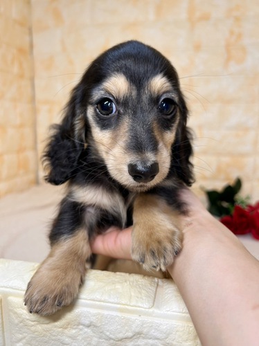 くりくりのおめめが可愛い!!! 犬の販売 4019