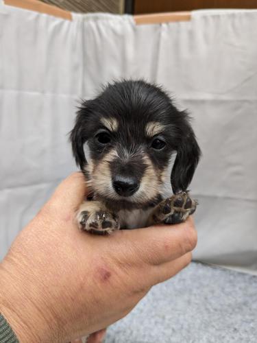 カニンヘン・ダックスフンド 犬の販売・譲渡 4021 ☆明るい性格の仔たちです^^!!