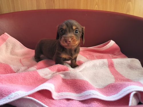 カニンヘン・ダックスフンド 犬の販売・譲渡 4022 甘えっ子なチョコタン君