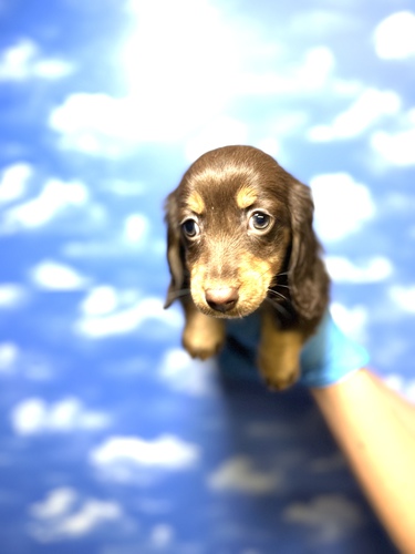 カニンヘン・ダックスフンド 犬の販売・譲渡 4025 人気のチョコレートタン