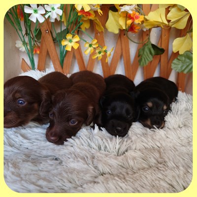 カニンヘン・ダックスフンド 犬の販売・譲渡 4026 ブラックとチョコレートの3兄弟