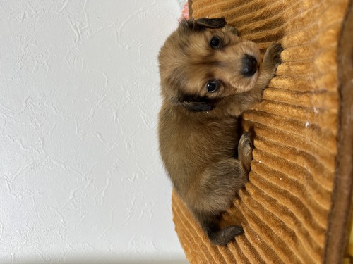 カニンヘン・ダックスフンド 犬の販売・譲渡 4027 甘えん坊な兄妹のご紹介です