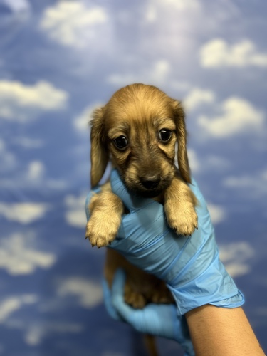 カニンヘン・ダックスフンド 犬の販売・譲渡 4029 激かわレッドの女の子ダイヤモンドクラス