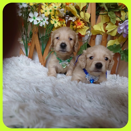 カニンヘン・ダックスフンド 犬の販売・譲渡 4034 丸顔の可愛いイエローの兄弟