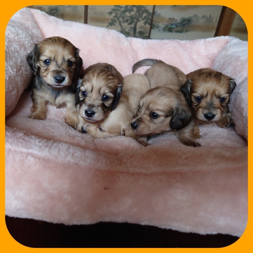 カニンヘン・ダックスフンド 犬の販売・譲渡 4035 小ぶりなイエロー系の5姉妹