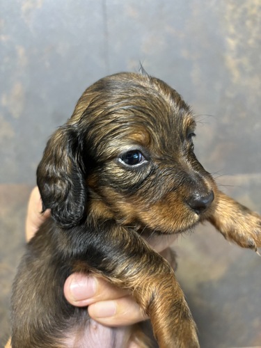 カニンヘン・ダックスフンド 犬の販売・譲渡 4037 残り小ぶりの女の子