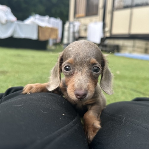 カニンヘン・ダックスフンド 犬の販売・譲渡 4038 イザベラタンの女の子♪