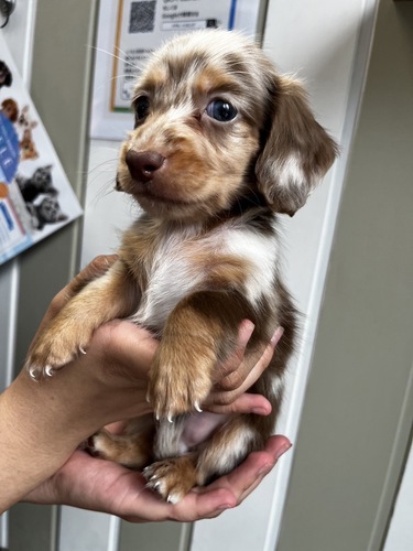 カニンヘン・ダックスフンド 犬の販売・譲渡 4039 ありがとうございます♪♪