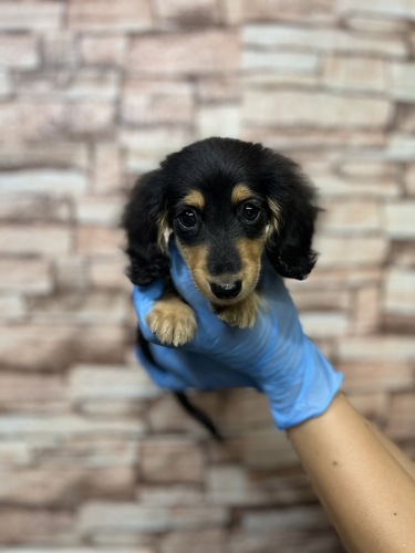 カニンヘン・ダックスフンド 犬の販売・譲渡 4041 激かわカニンヘンダックスフンド君