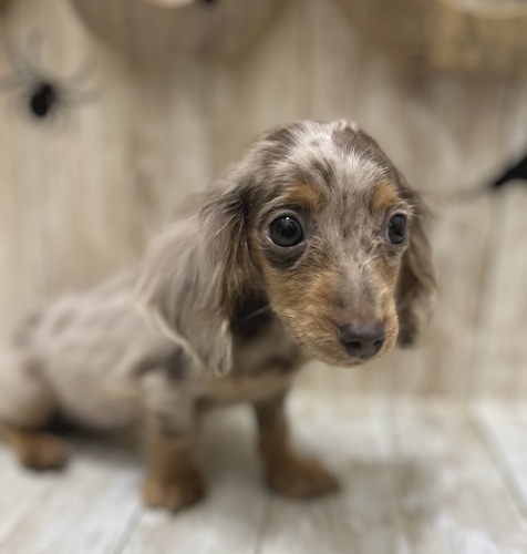 カニンヘン・ダックスフンド 犬の販売・譲渡 4044 激かわチョコダップルくん