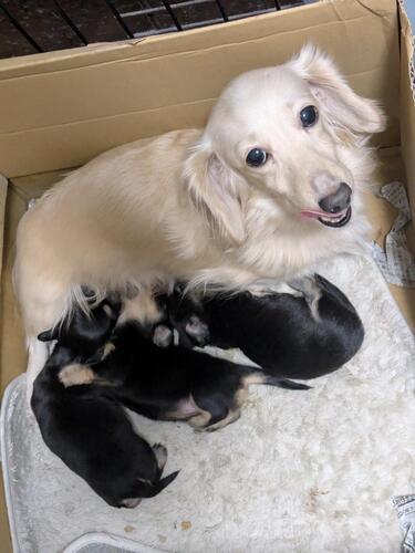 カニンヘン・ダックスフンド 犬の販売・譲渡 4049 カニンヘンダックスロングヘア♪Sイエロー.期間限定