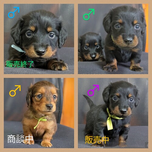 ?可愛いく小柄なタイプ? 犬の販売 4053