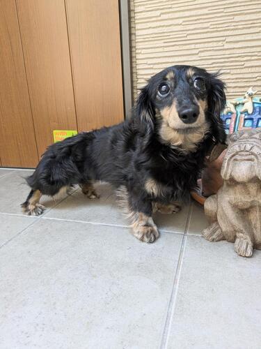 カニンヘン・ダックスフンド 犬の販売・譲渡 4055 明るくて甘えんぼさんな女の子♪里子です