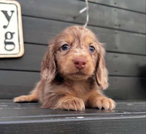カニンヘン・ダックスフンド 犬の販売・譲渡 4056 チョコダップルの女の子