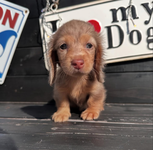 カニンヘン・ダックスフンド 犬の販売・譲渡 4059 チョコダップルの女の子