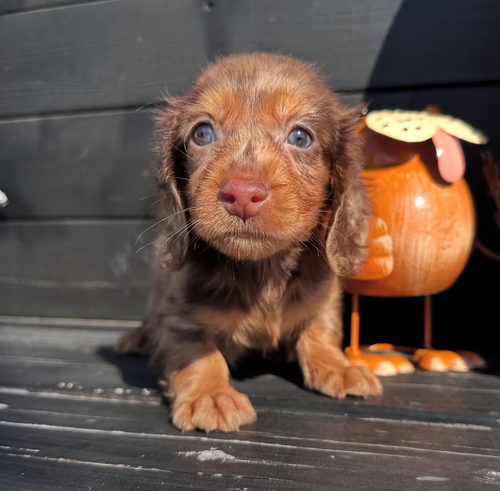 カニンヘン・ダックスフンド 犬の販売・譲渡 4060 チョコダップルの男の子