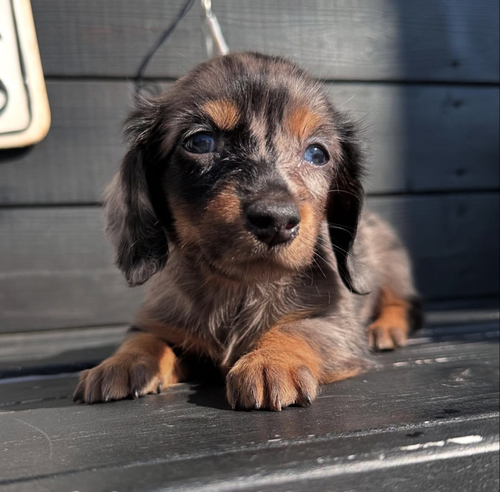 カニンヘン・ダックスフンド 犬の販売・譲渡 4061 シルバーダップル女の子