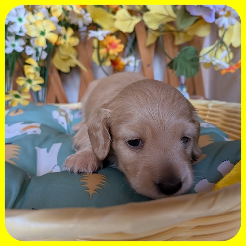 カニンヘン・ダックスフンド 犬の販売・譲渡 4062 丸々としたおっとりとした女の子🍀