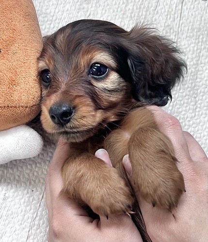 カニンヘン・ダックスフンド 犬の販売・譲渡 4064 パパママ両方JKCチャンピオンの男の子?