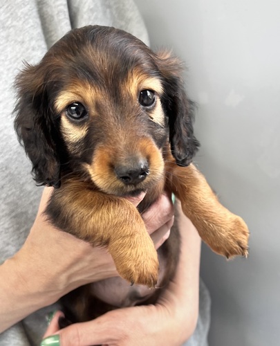 パパママ両方JKCチャンピオンの男の子? 犬の販売 4065