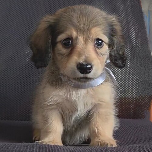 シェーデッドイエローちっちゃな男の子 犬の販売 4067