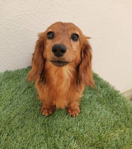 カニンヘン・ダックスフンド 犬の販売・譲渡 4070 美形のレッドとブラックタンの男の子