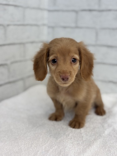 カニンヘン・ダックスフンド 犬の販売・譲渡 4080 レッド0166
