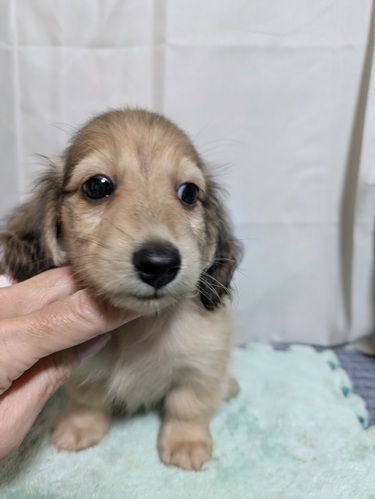 カニンヘン・ダックスフンド 犬の販売・譲渡 4081 かわいらしいお顔立ちのカニンヘンの赤ちゃんたち♪