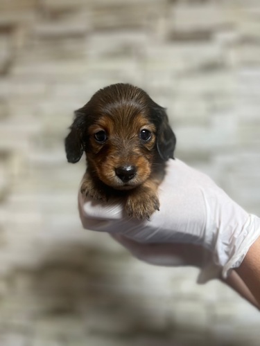 JjwE_bNXth ̔̔En 4087 Jjw_bNX̎qbh