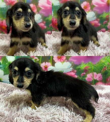 JjwE_bNXth ̔̔En 4088 ۂ̒ZCPql