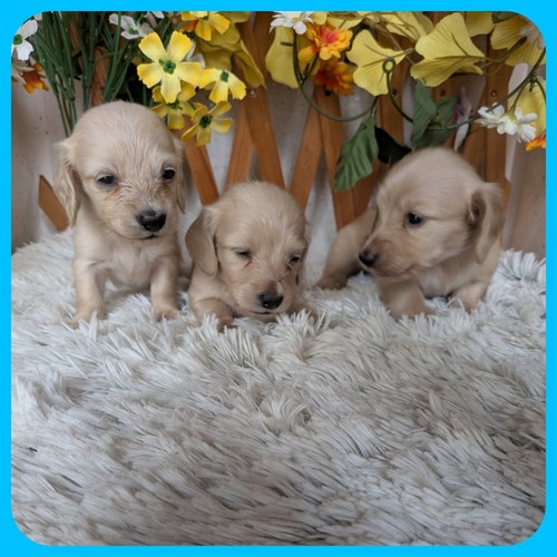 JjwE_bNXth ̔̔En 4089 CG[n̂߂炵5o