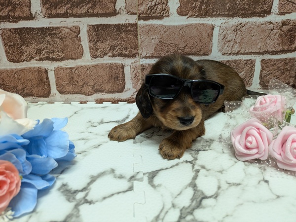 カニンヘン・ダックスフンド 犬の販売・譲渡 4091 カニンヘンダックス