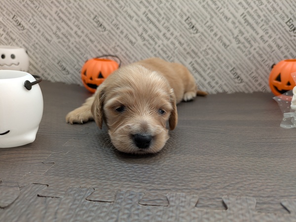 カニンヘン・ダックスフンド 犬の販売・譲渡 4096 カニンヘンダックスフンド